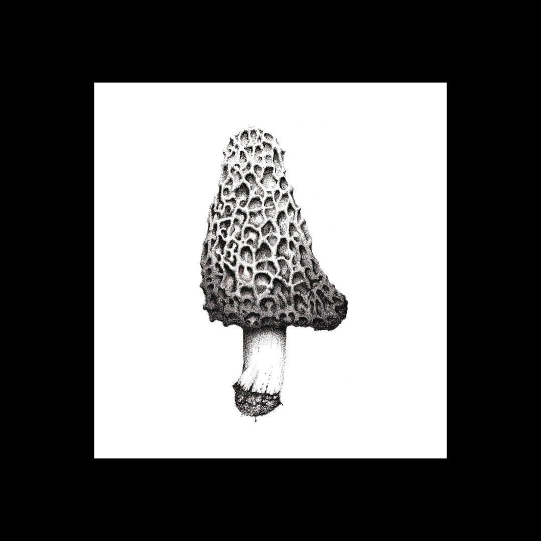 Morel mushroom print