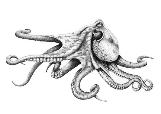 Octopus