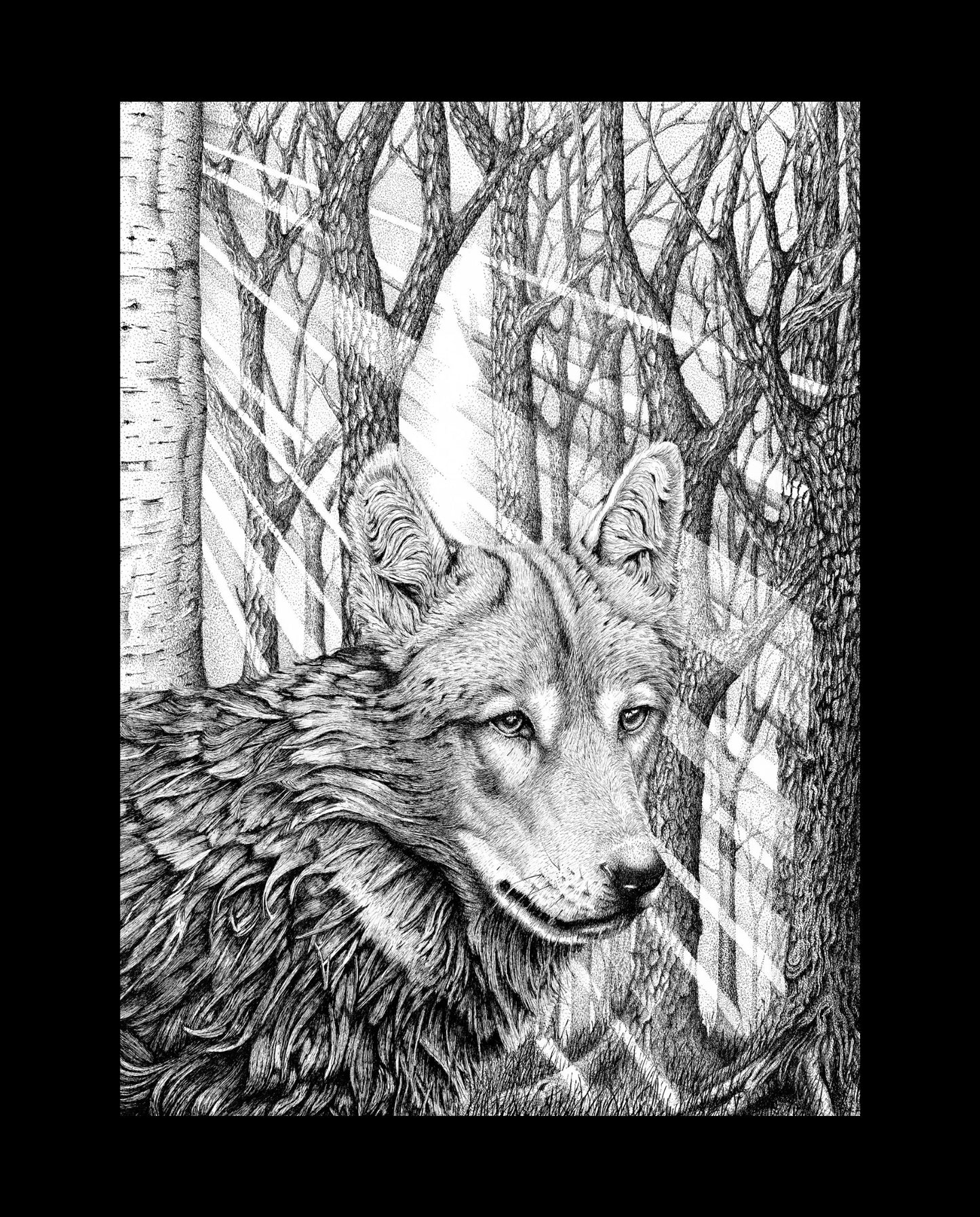 Sunchaser (Skoll)