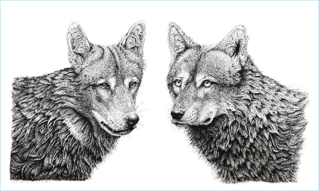 My love, it is a wolf