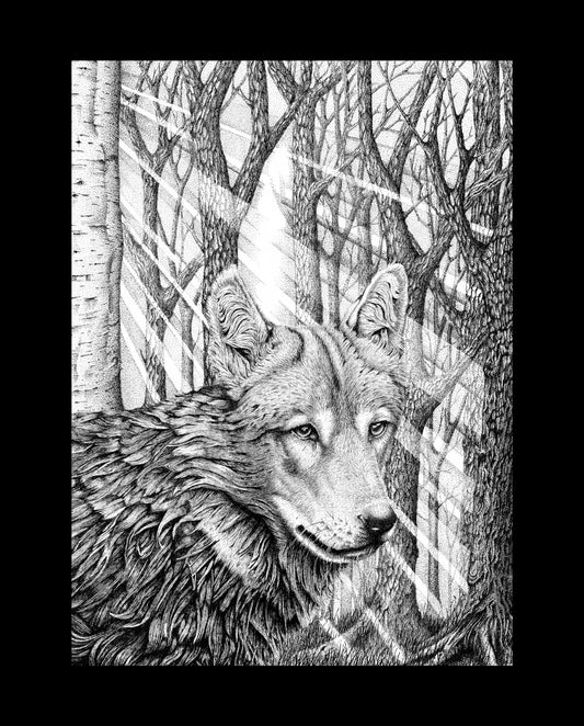 Sunchaser (Skoll)