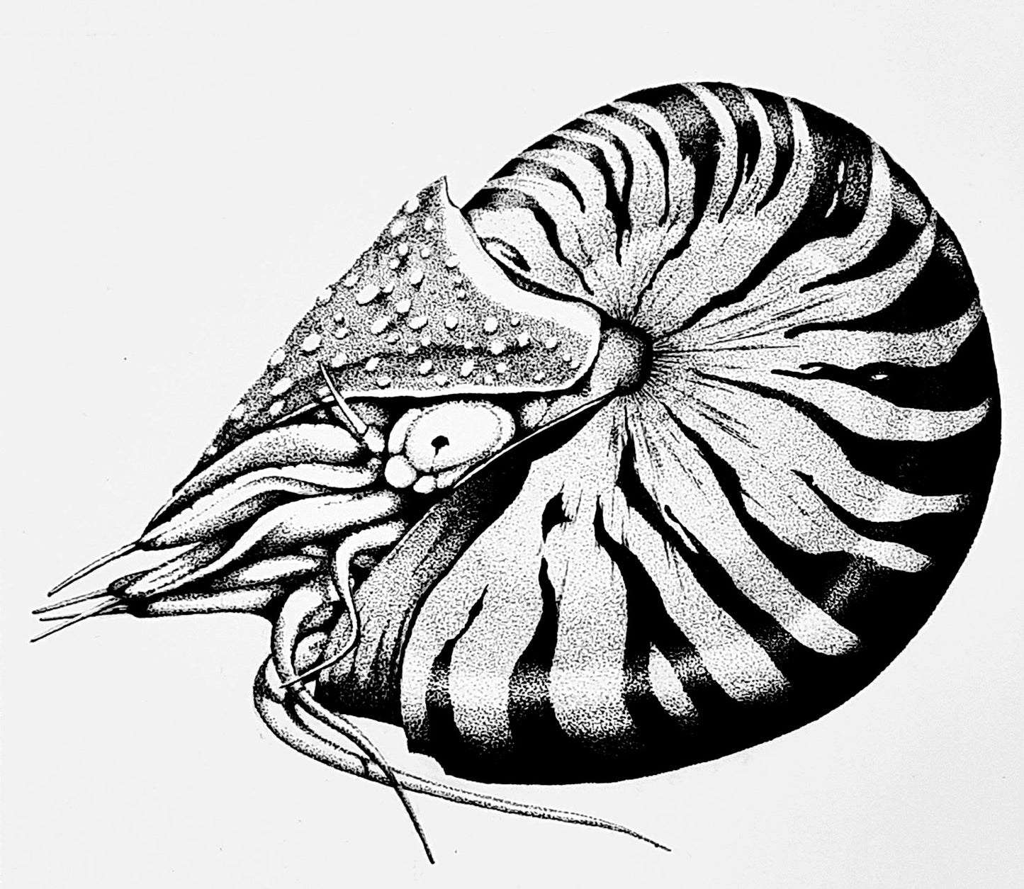 Nautilus (original)