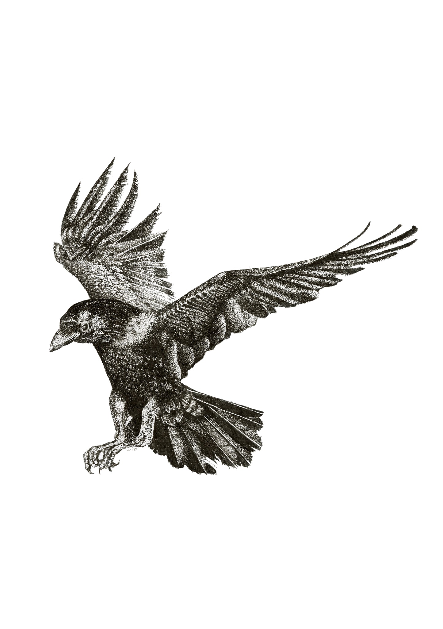 Swooping Raven